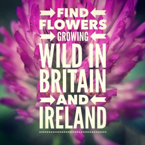 WildflowerHour - Flowers growing wild in Britain and Ireland
