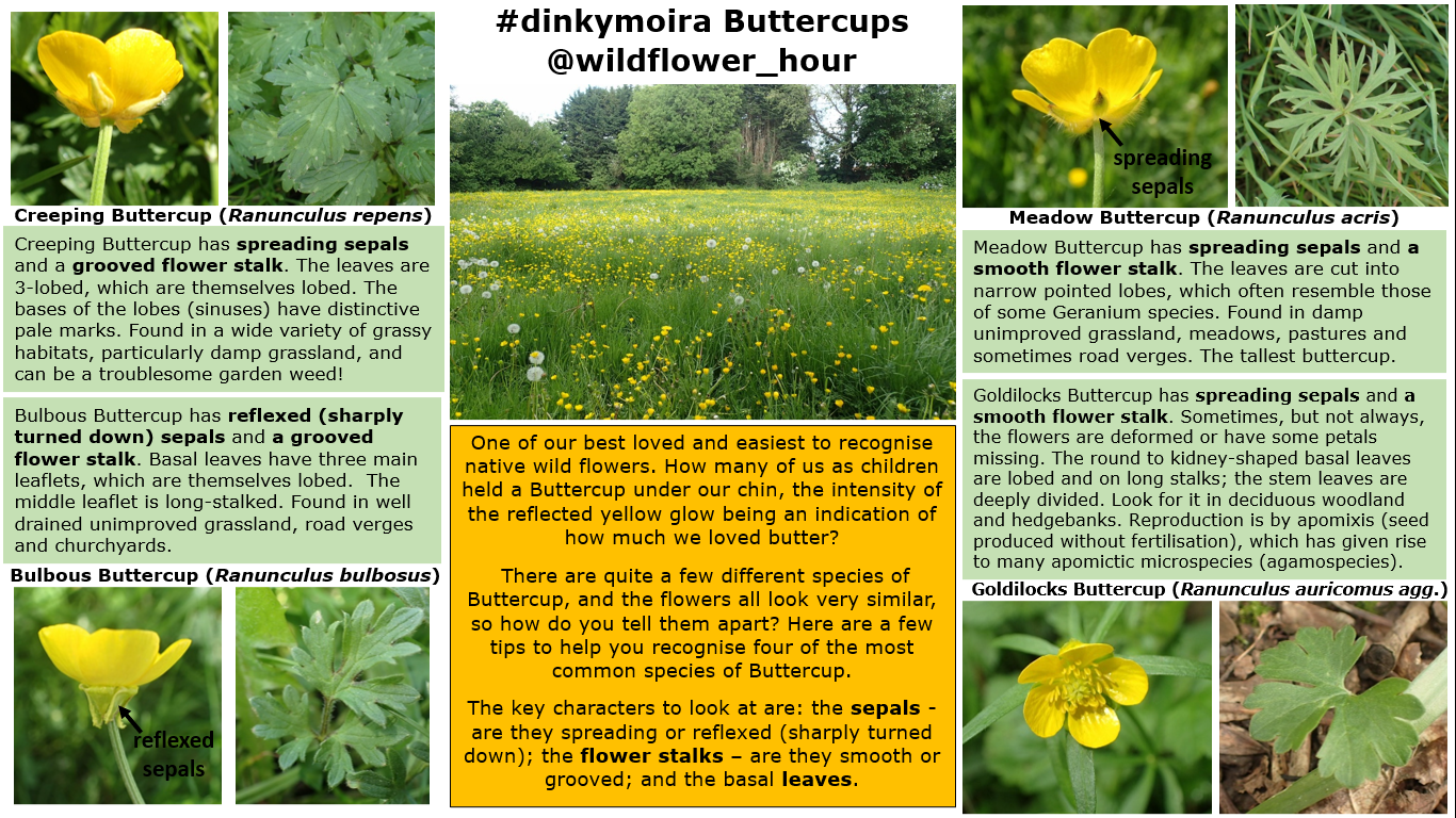 #WildflowerHour #DinkyMoira Buttercup Buttercups