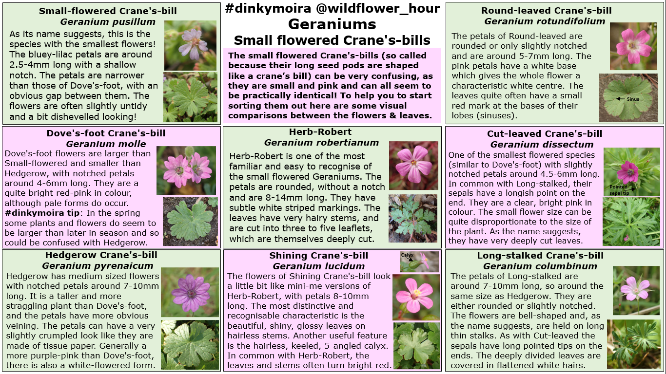 #WildflowerHour #DinkyMoira Small Geraniums