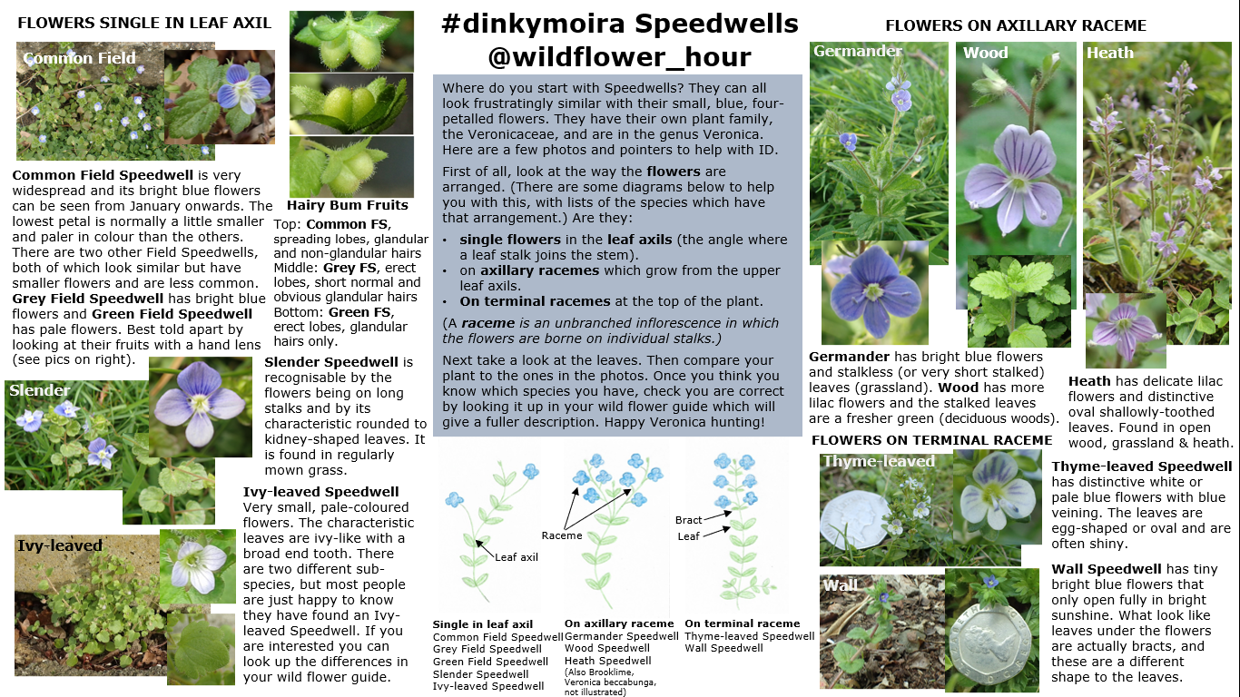 #WildflowerHour #DinkyMoira Speedwell Speedwells