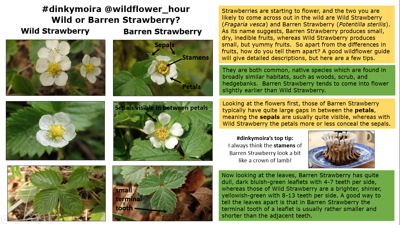 #WildflowerHour #DinkyMoira Strawberry Strawberries