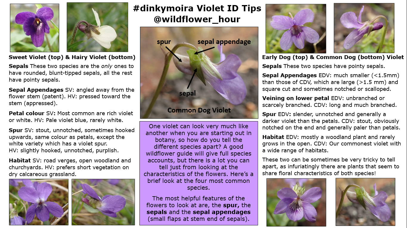 #WildflowerHour #DinkyMoira Violets Violet